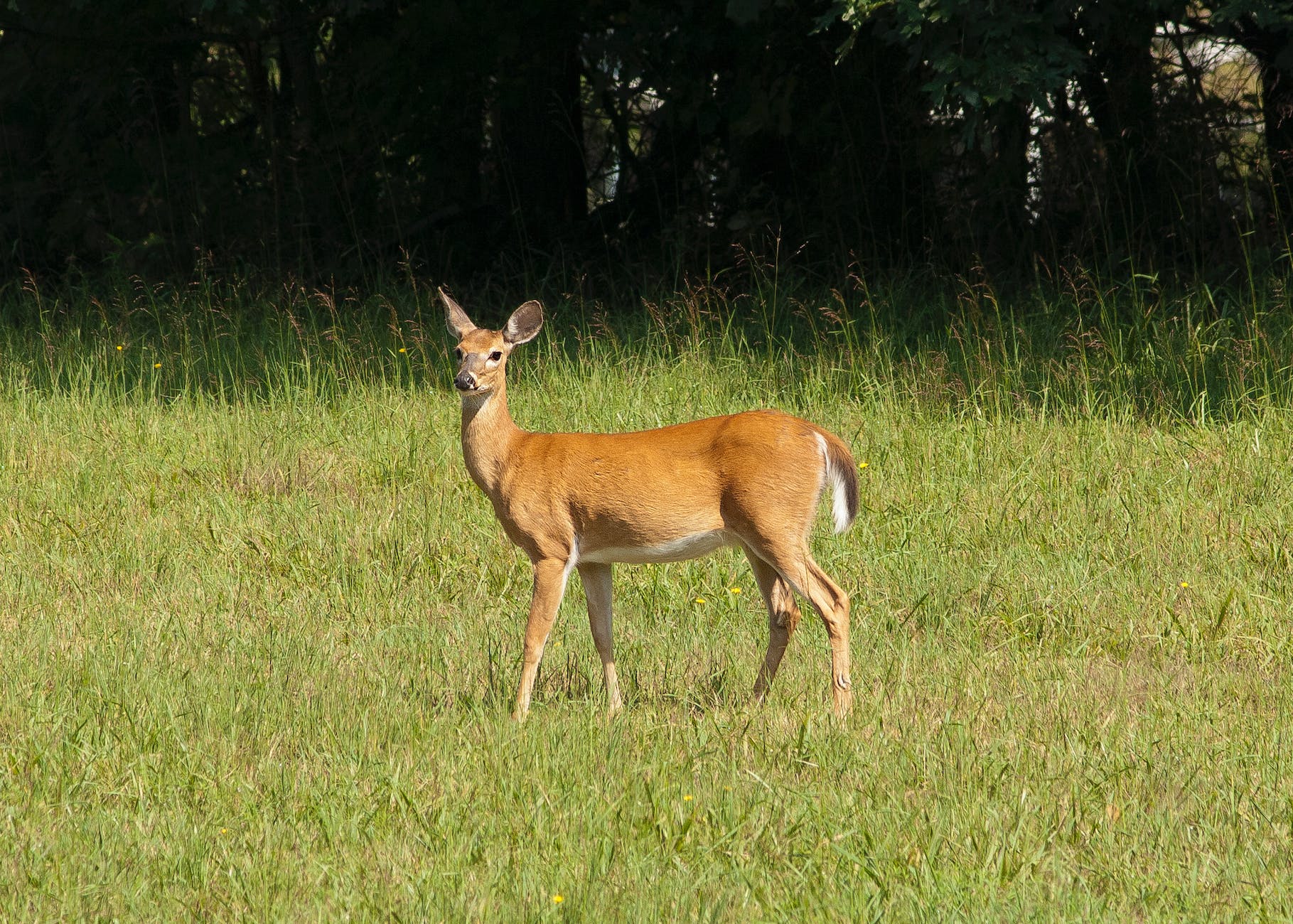 brown deer