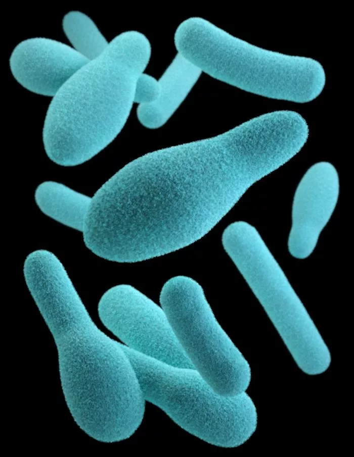 A picture of a Clostridium microbe by the CDC