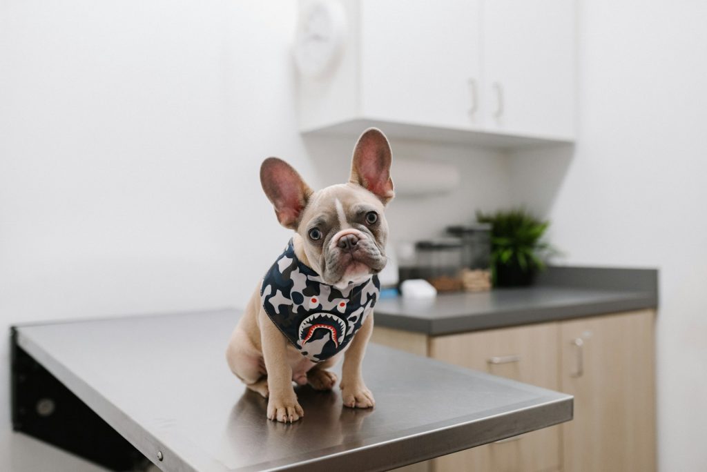 A picture of a puppy sitting on a desk in a veterinarian office