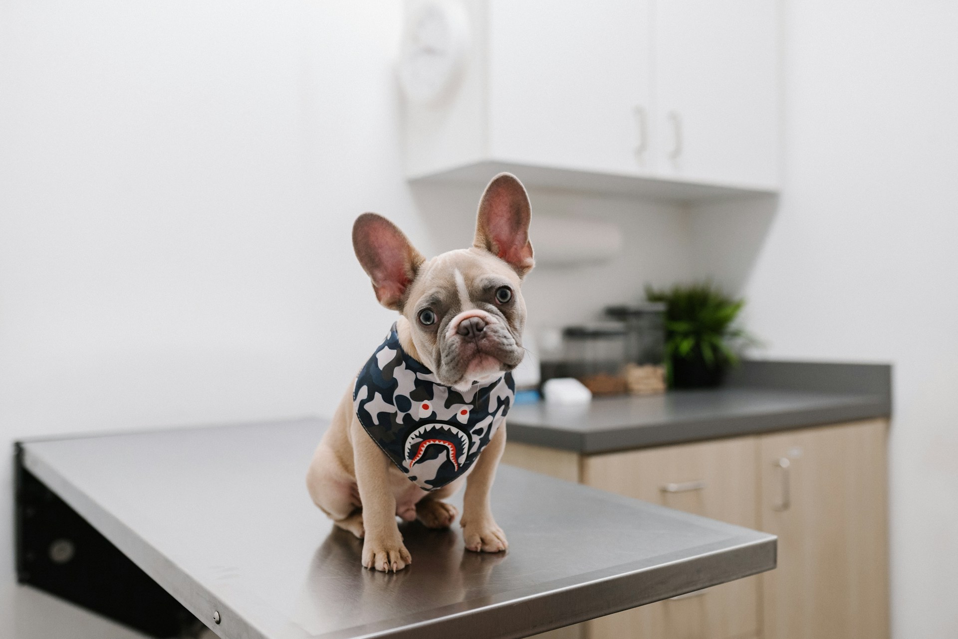 A picture of a puppy sitting on a desk in a veterinarian office