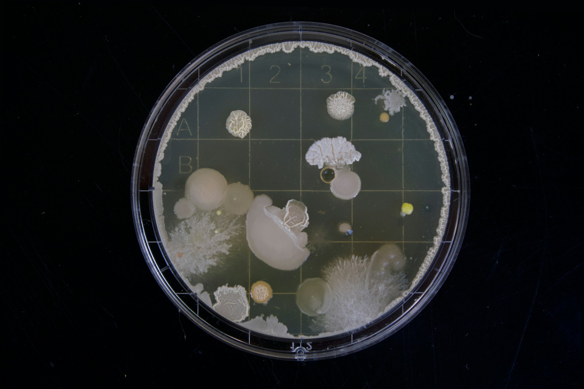 A Petri dish filled with fungal and bacterial colonies.