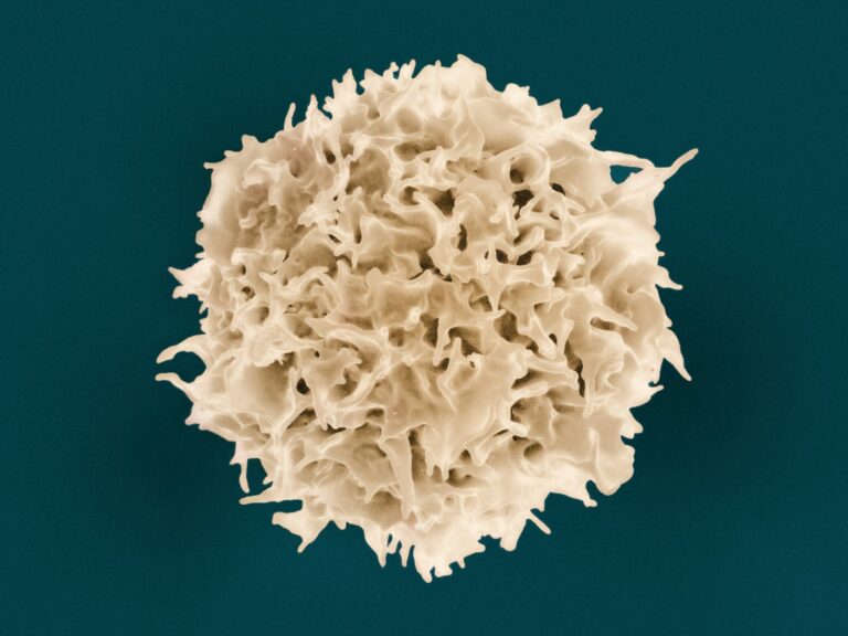 A colorized scanning electron micrograph of a T lymphocyte by NIAID.