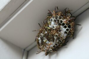A swarm of wasps building a nest attached to a ceiling.