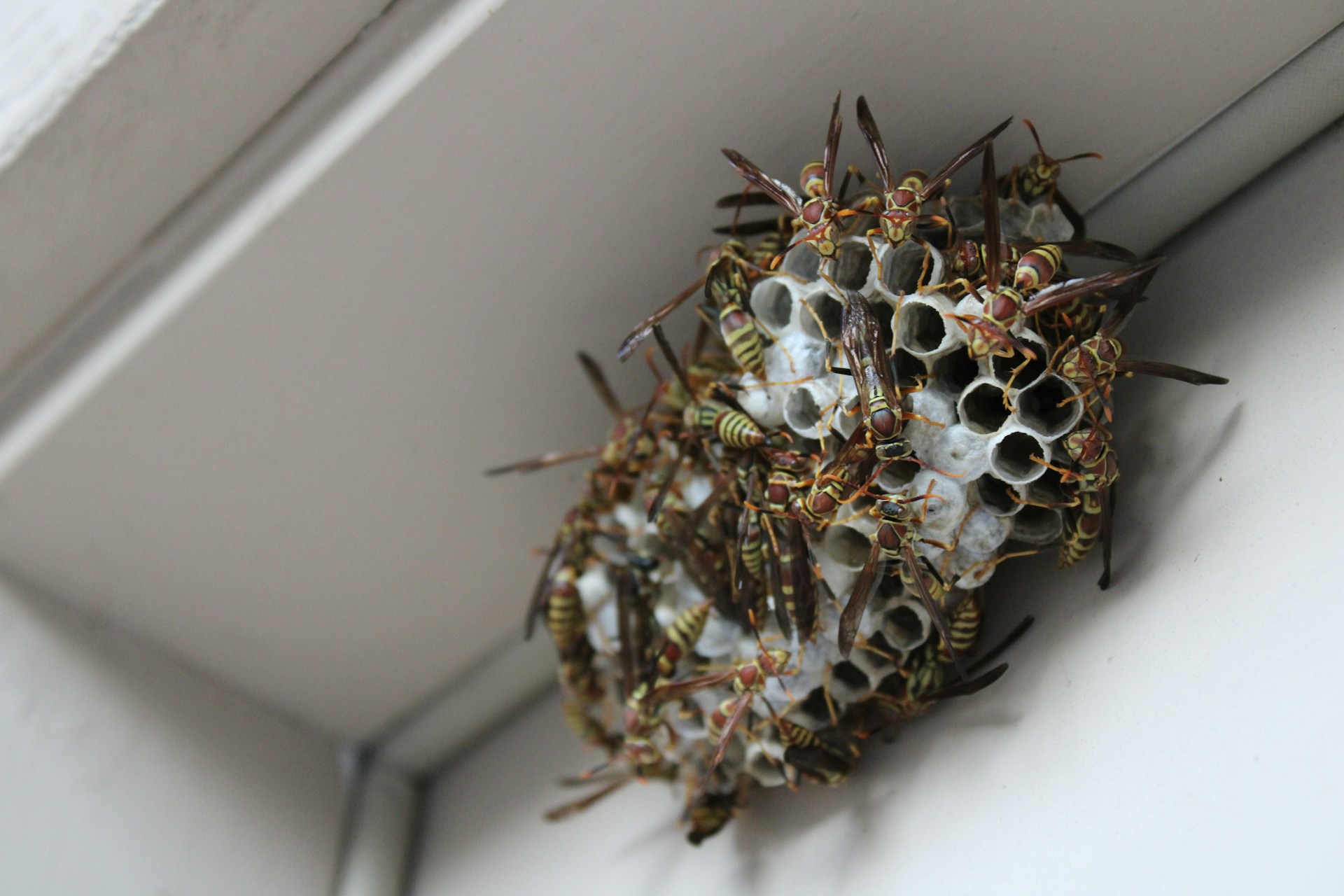 A swarm of wasps building a nest attached to a ceiling.